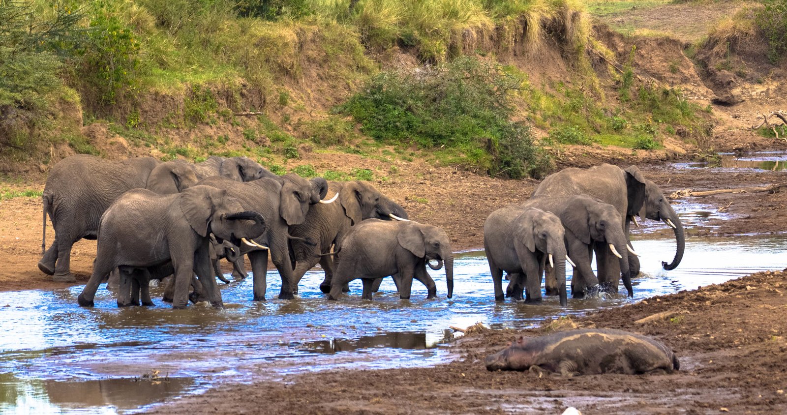 A herd of african elephants in natural habitat drinking at a waterhole. Seen at game drive in Wildlife reserve.