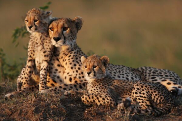 3 DAYS 2 NIGHTS NATURE OF MASAAI MARA SAFARI