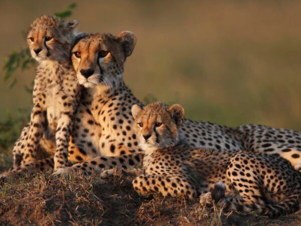 3 DAYS 2 NIGHTS NATURE OF MASAAI MARA SAFARI