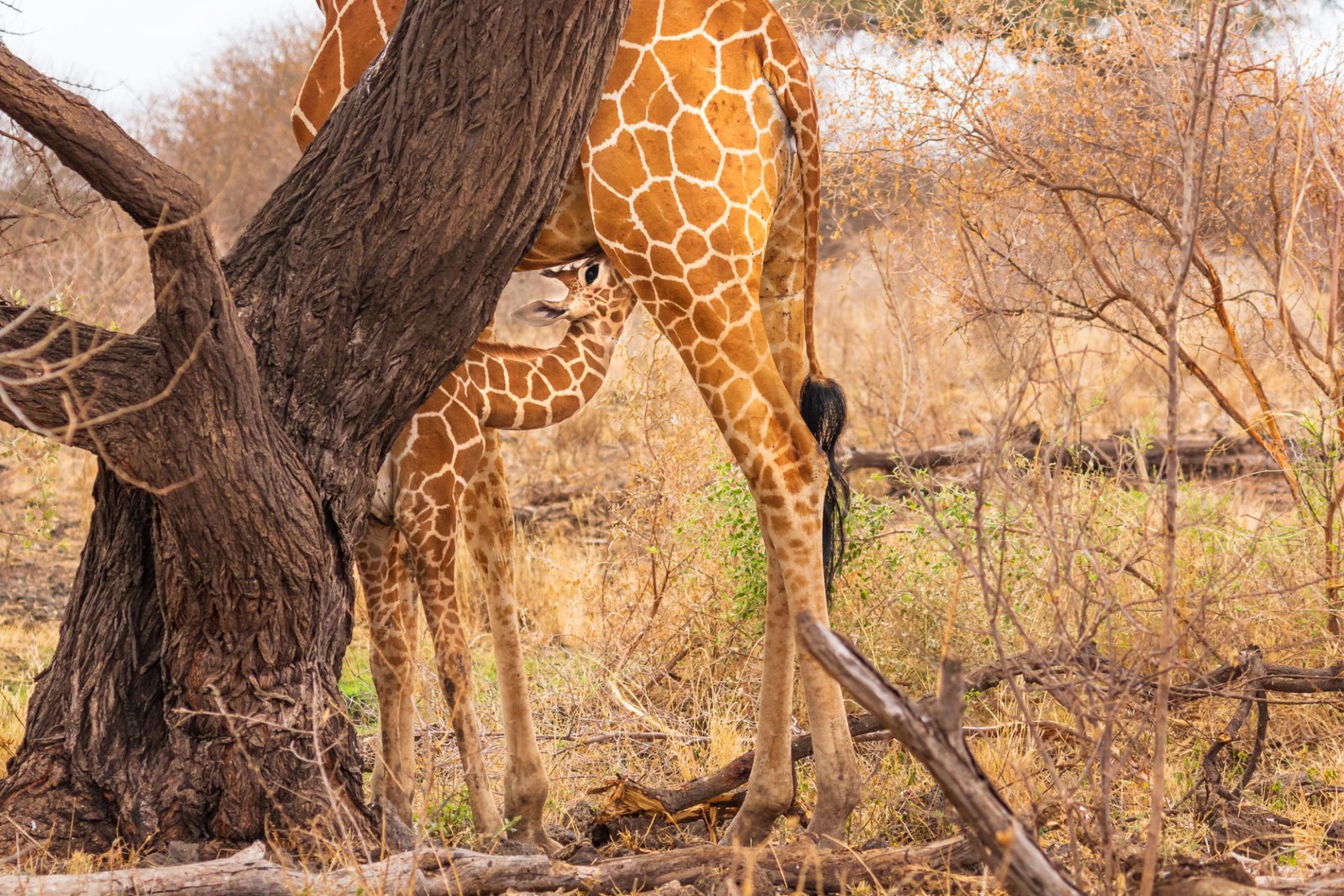 Full body shot of a baby reticulated giraffe leaning against a tree trunk as he nurses from his mom.
