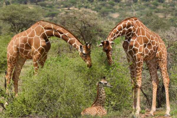 8-Day  Private Safari – Masai Mara to Tsavo