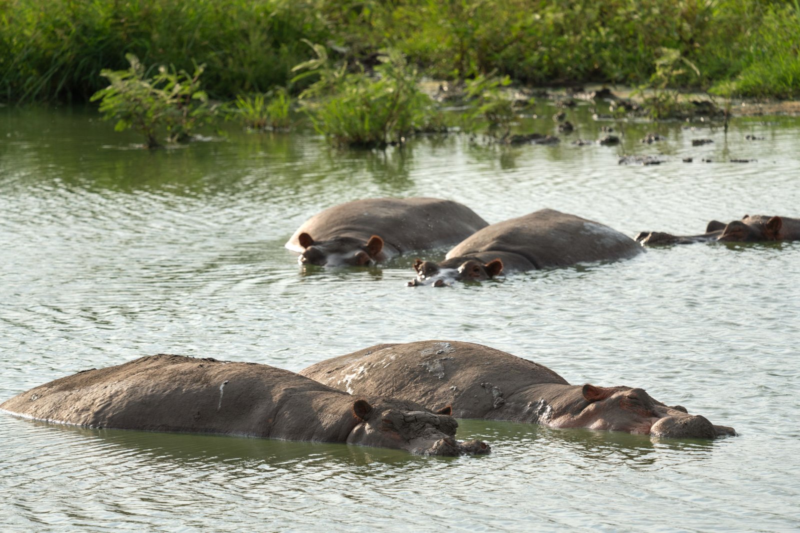 Hippo (Hippopotamus amphibius), Queen Elizabeth National Park, Uganda