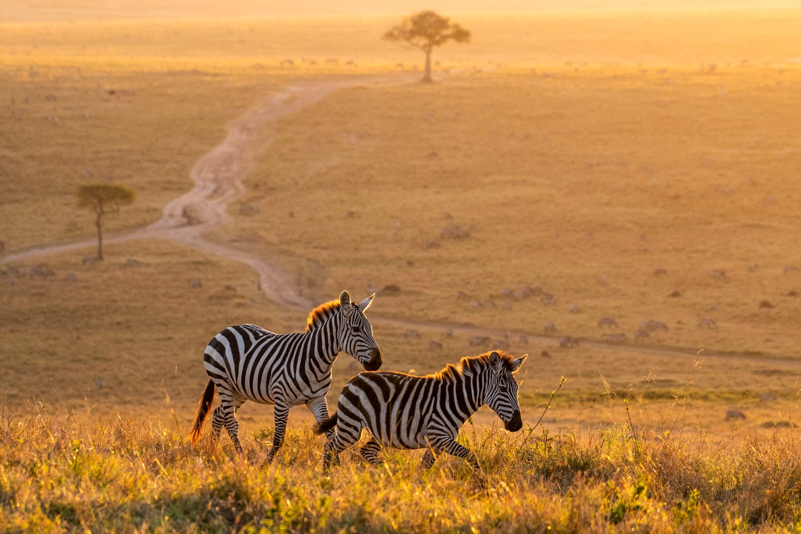 Zebras walking peacefully at golden magical light during sunrise in Mara triangle