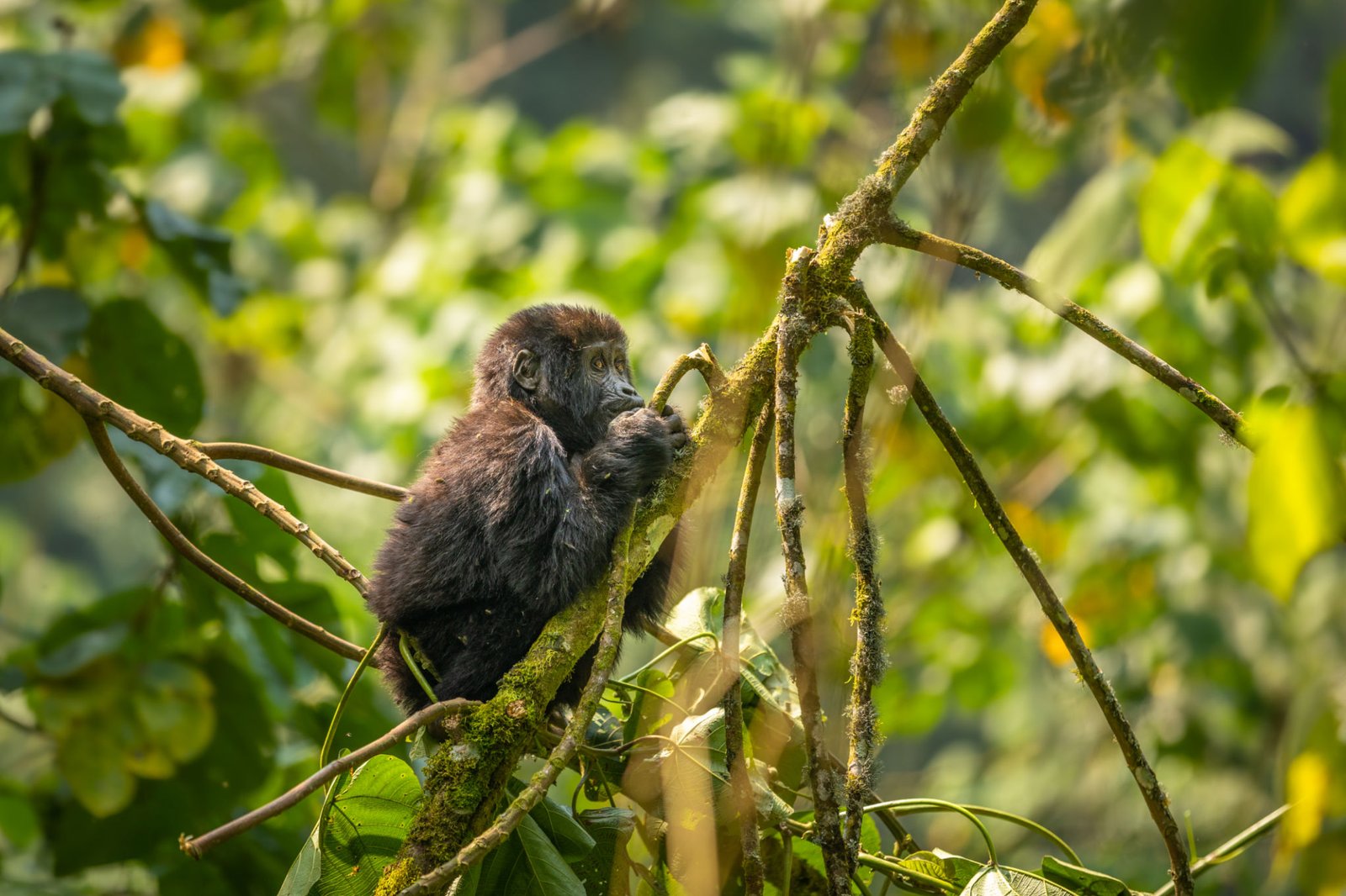 Portrait of a baby mountain gorilla (Gorilla beringei beringei), Bwindi Impenetrable Forest National Park, Uganda.  Horizontal.