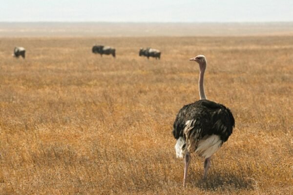 5-Day Amboseli, Naivasha & Masai Mara Safari