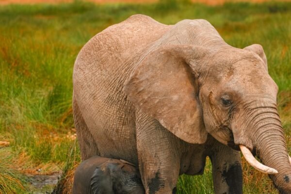 Climb Kilimanjaro – Marangu Route