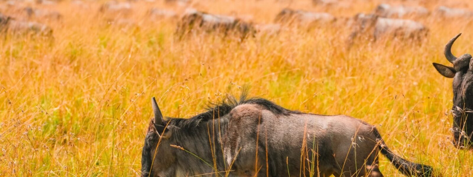 Rwenzori Mountains National Park