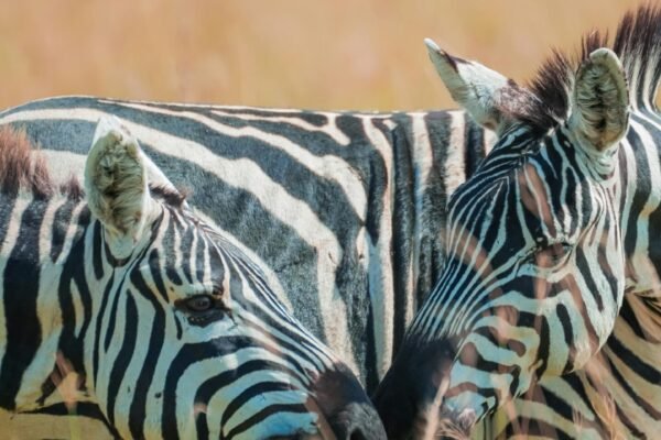 Encountering the wildlife of Uganda