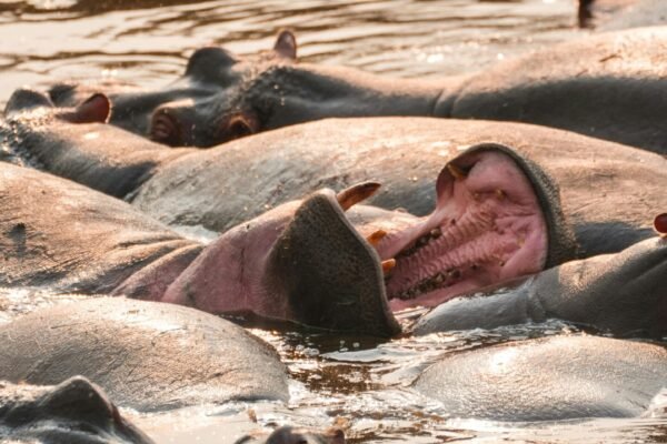 Masai Mara and Lake Nakuru Big 5 Safari – 4 Days / 3 Nights