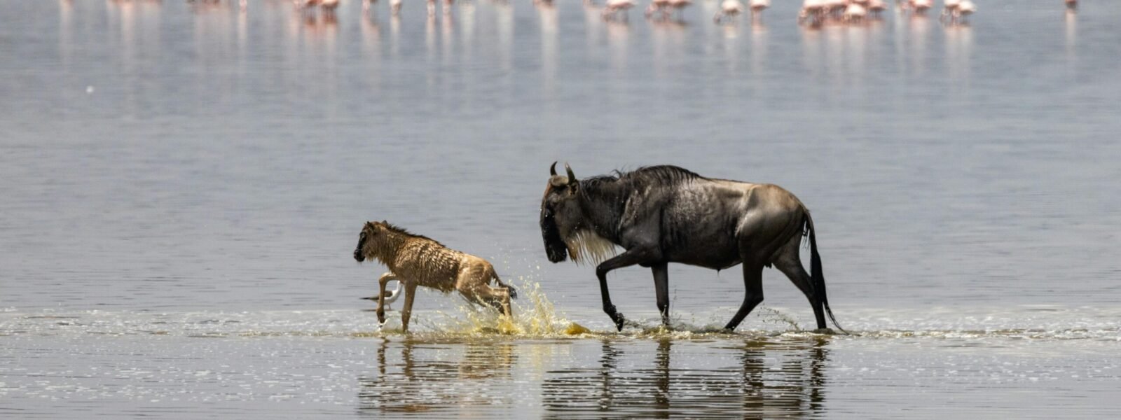 Lake Naivasha National Park