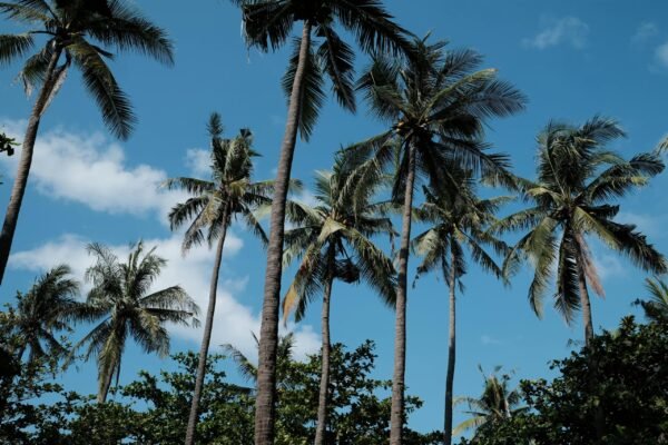 10 Days Kenya: Safari Around Mombasa & Beach