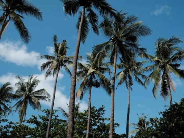 10 Days Kenya: Safari Around Mombasa & Beach