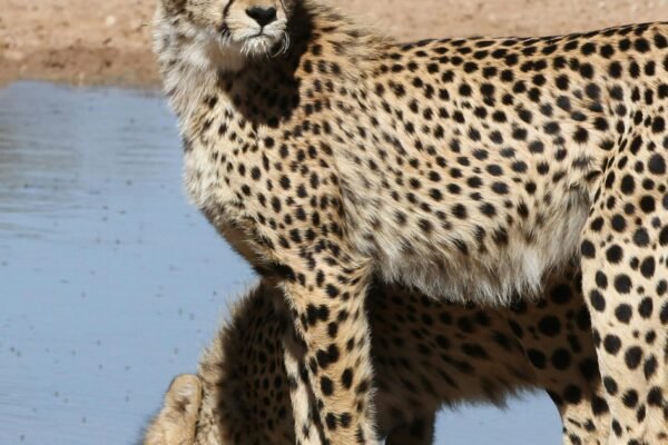 7-Day Thrilling Adventure Safari on a Budget