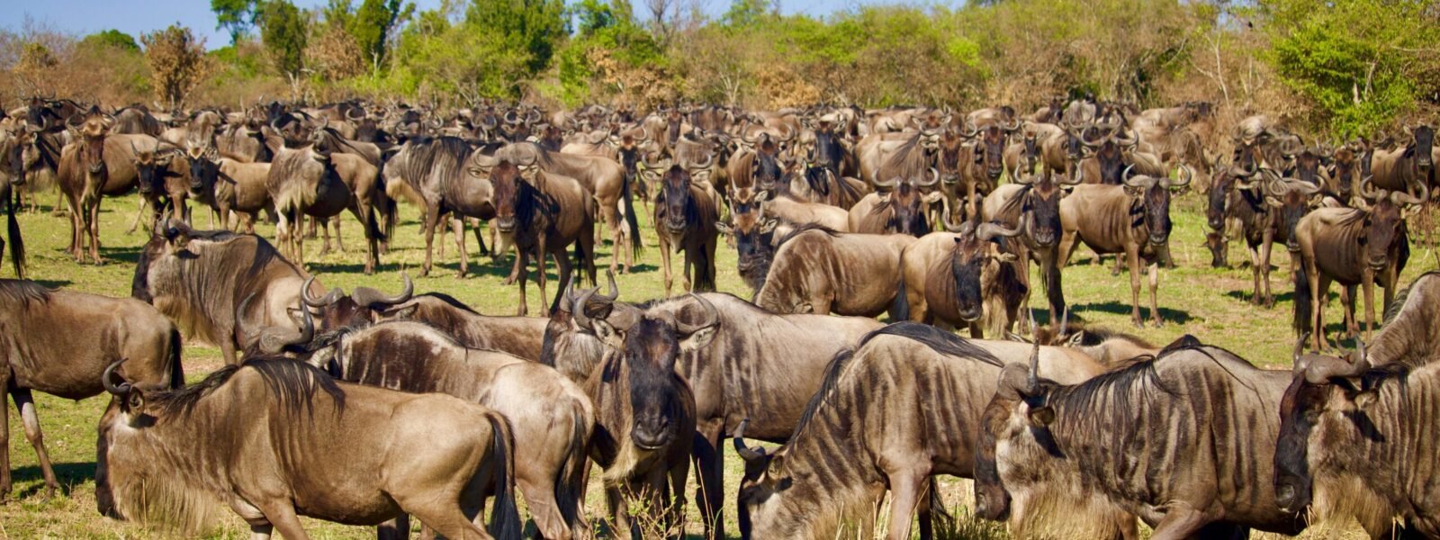 Masai Mara National Reserve
