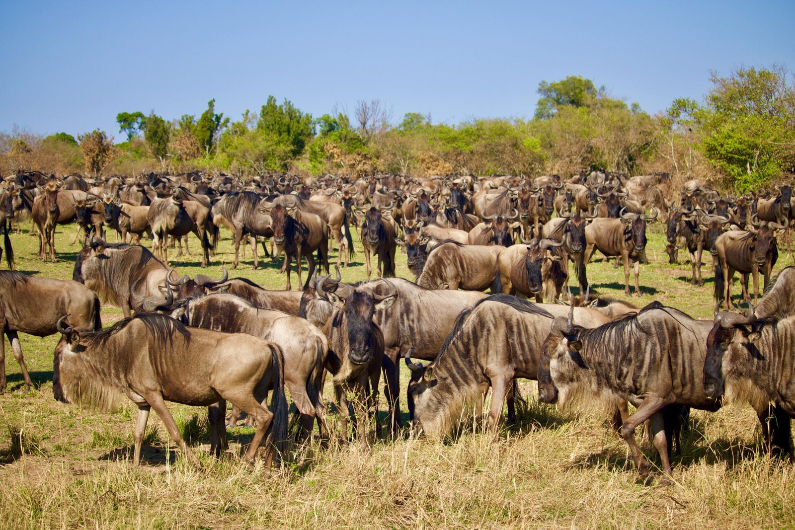 Masai Mara National Reserve
