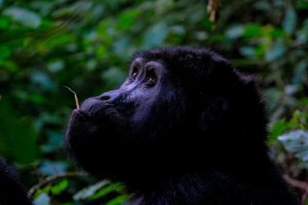 Gorilla Tracking & Trekking Safari