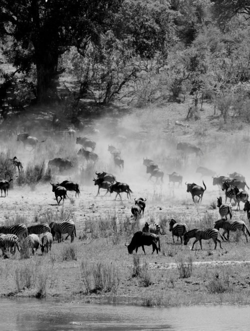10-Day Great Migration Safari