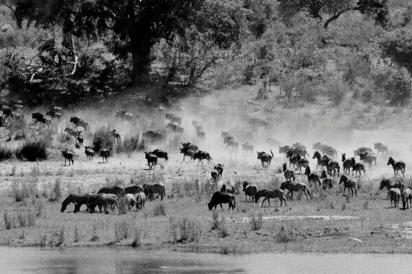 10-Day Great Migration Safari