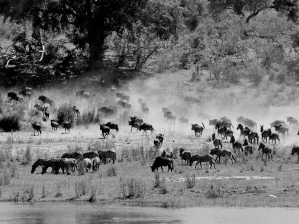 10-Day Great Migration Safari
