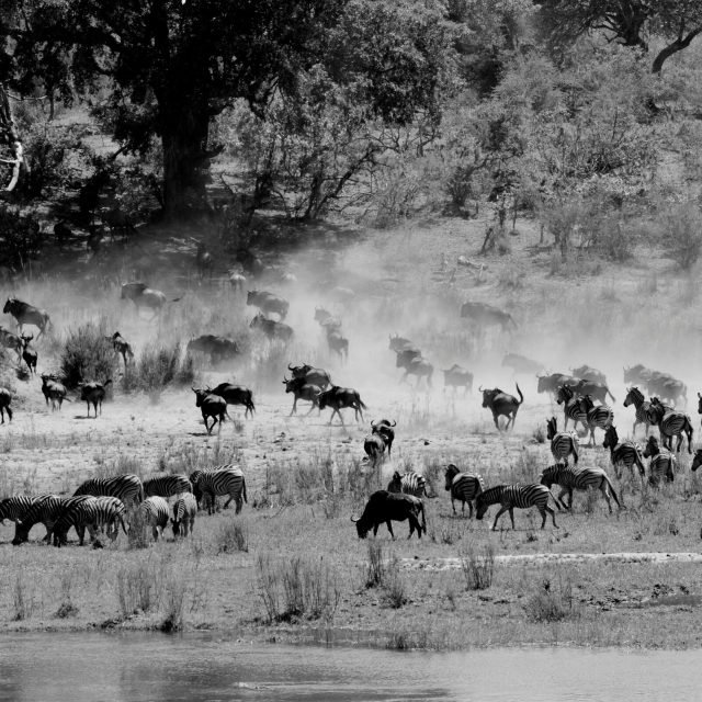 10-Day Great Migration Safari