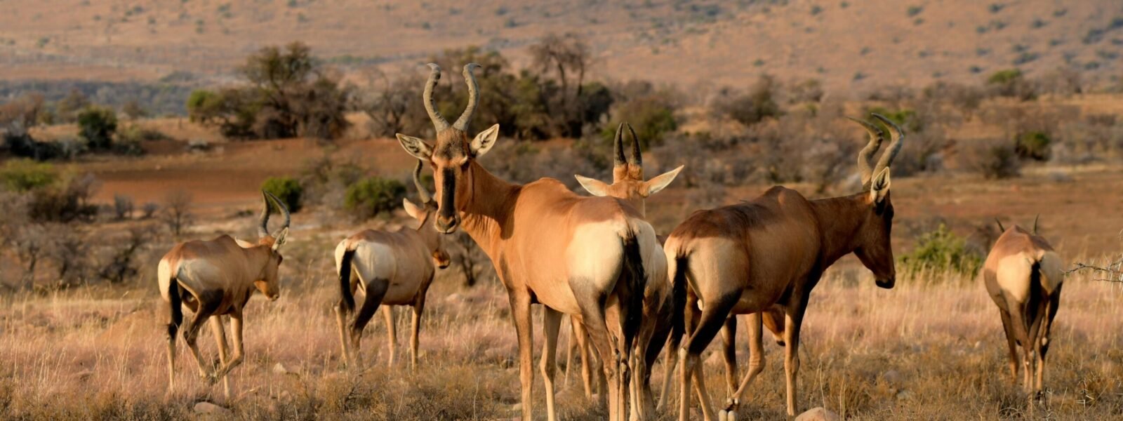 Kidepo Valley National Park