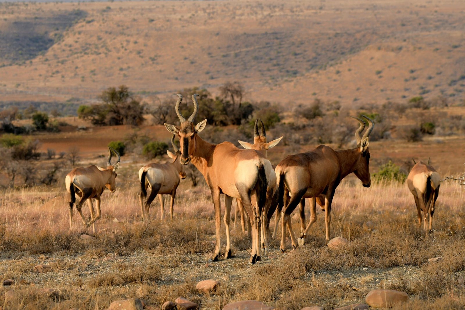 Kidepo Valley National Park