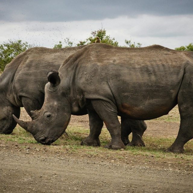 4-Days West Across Kenya Safari