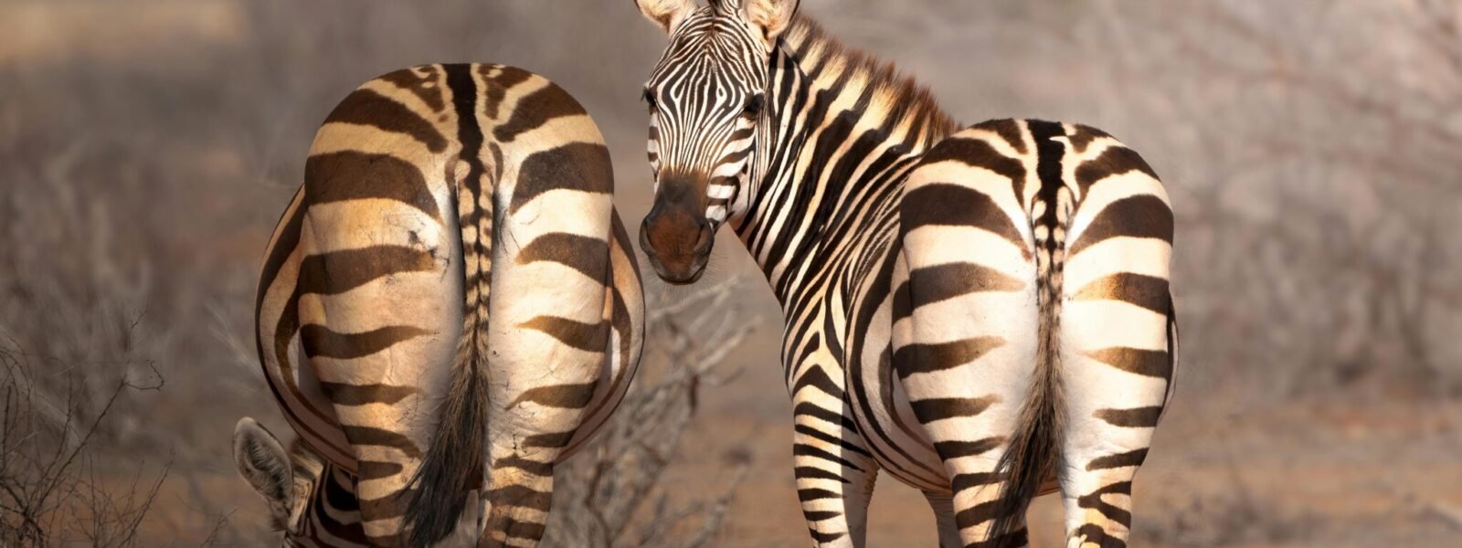 Tsavo West National Park