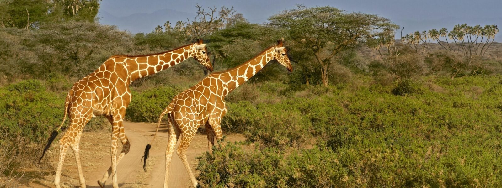 samburu national reserve