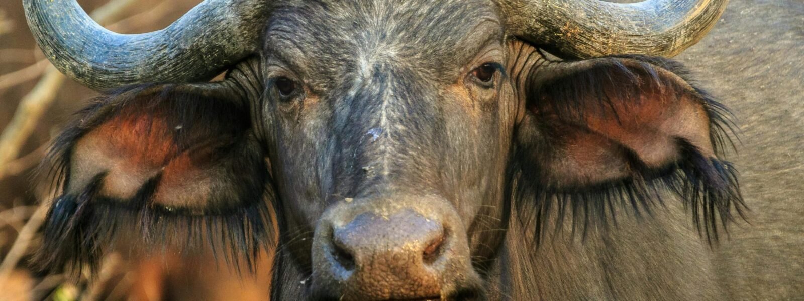 Kibale National Park