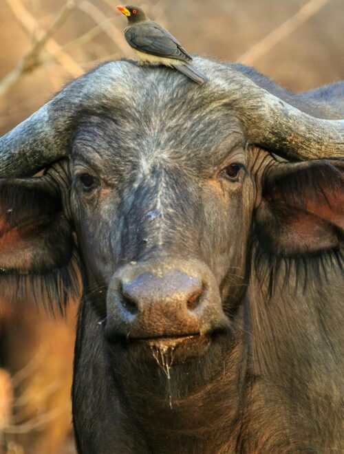 10 Days Two Nation Safari