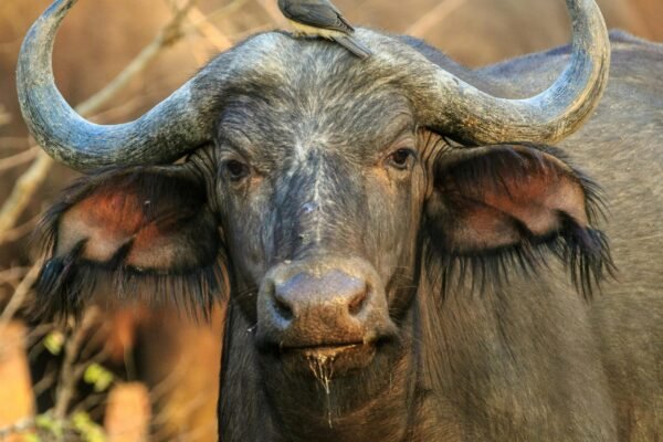 10 Days Two Nation Safari