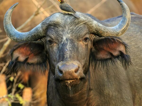 10 Days Two Nation Safari