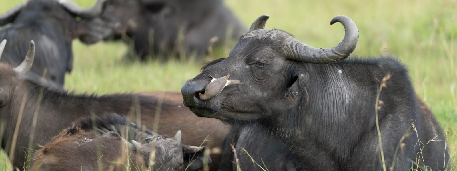 Semuliki National Park