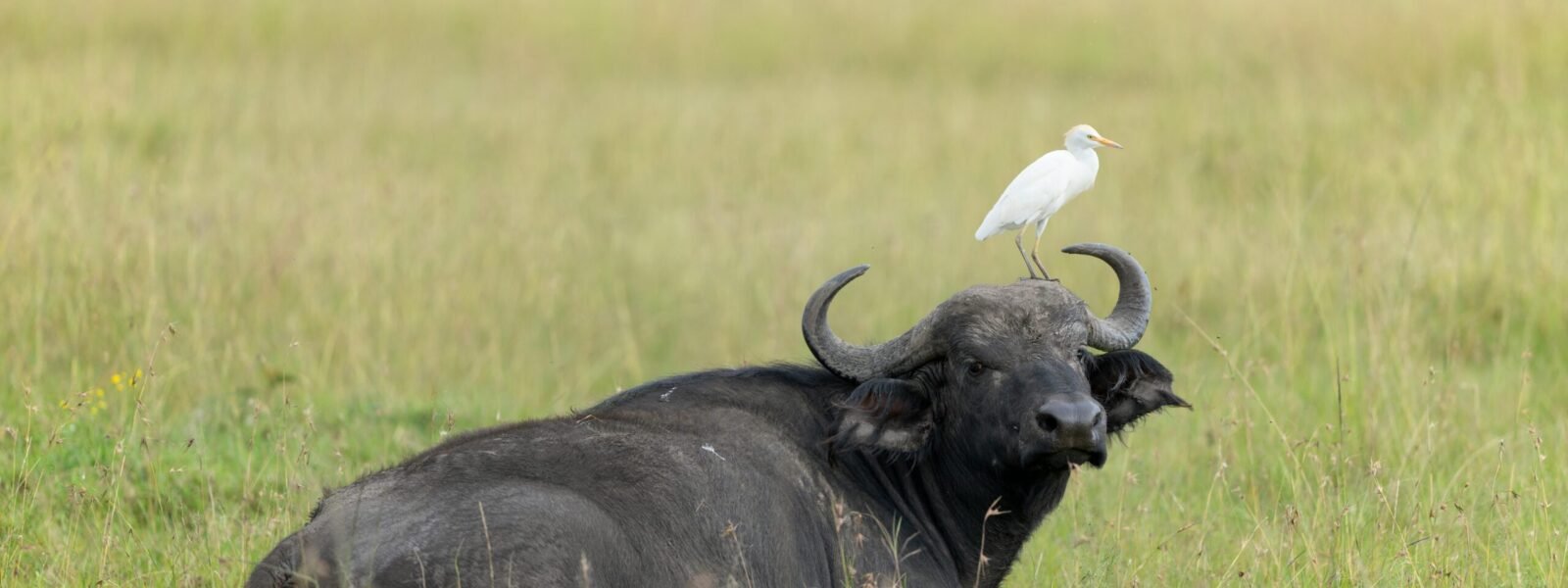 Buffalo Springs National Reserve