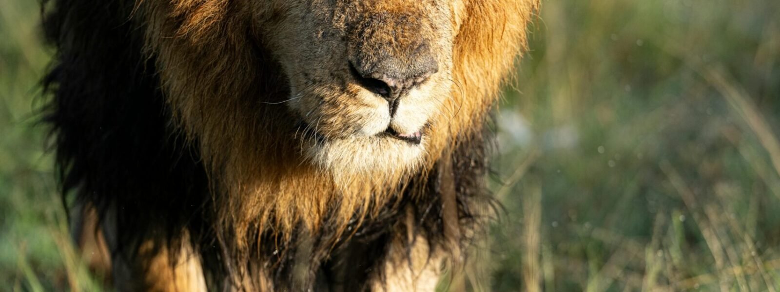 Selous Game Reserve (Nyerere National Park)