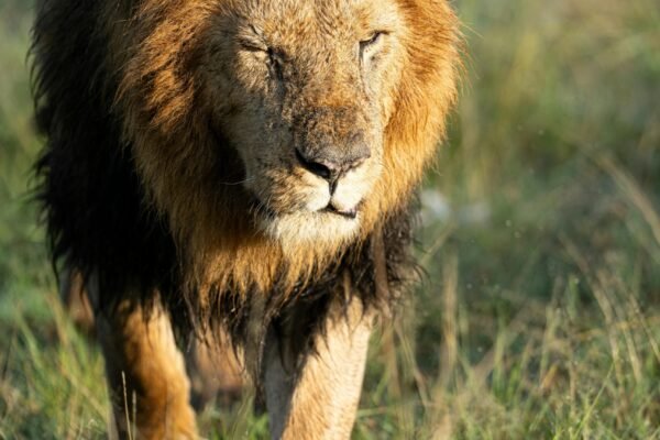 5 Days with the Lions – Mid-Range Adventure