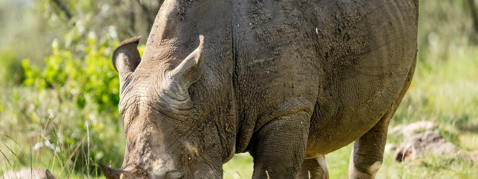 Bwindi Impenetrable National Park