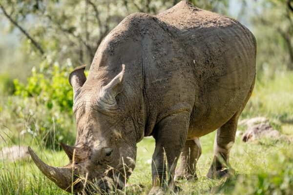Northern Tanzania Safari