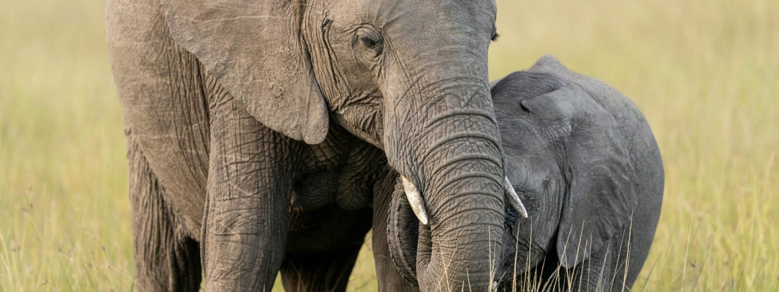 Murchison Falls National Park