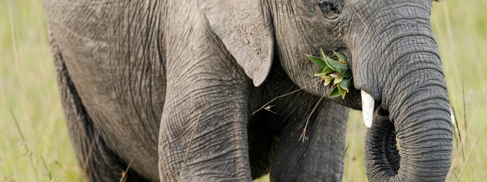 Aberdare National Park