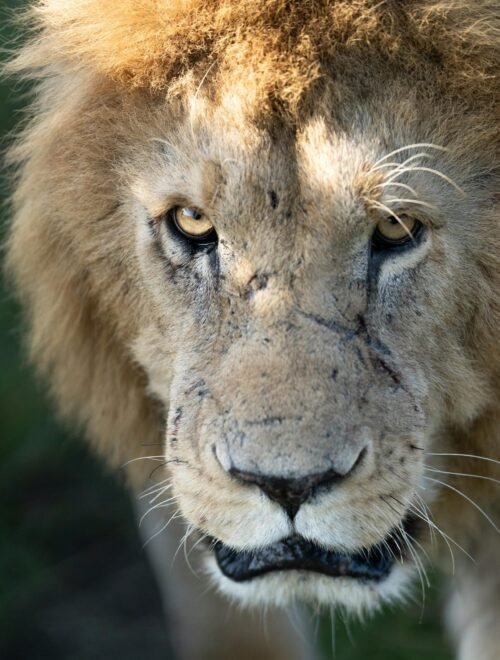 3-Day Scenic Amboseli Safari