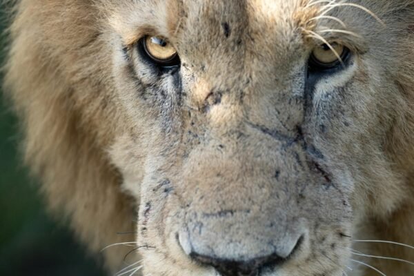 3-Day Scenic Amboseli Safari