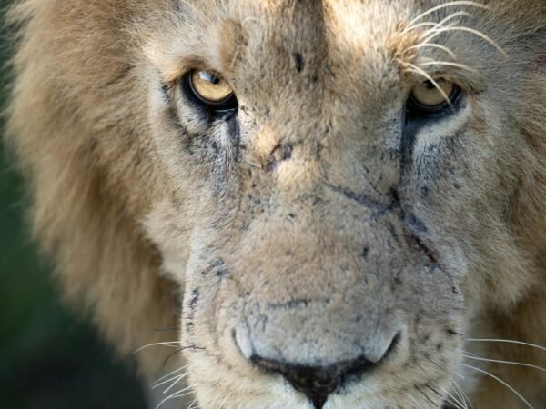 3-Day Scenic Amboseli Safari