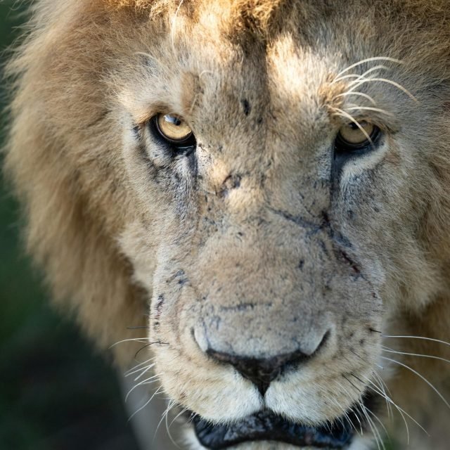 3-Day Scenic Amboseli Safari