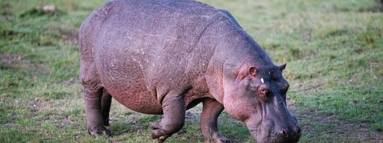 Lake Nakuru National Park