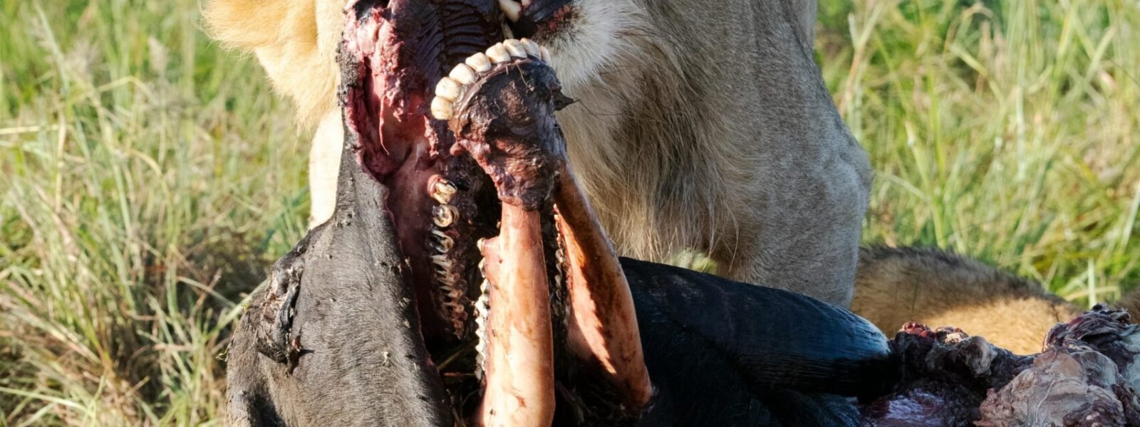 Marsabit National Park