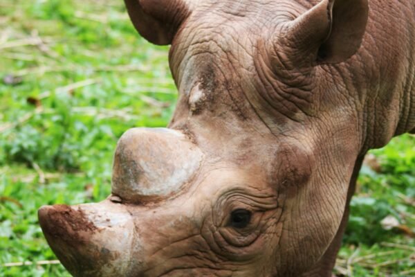 Your Utmost Safari in Tanzania