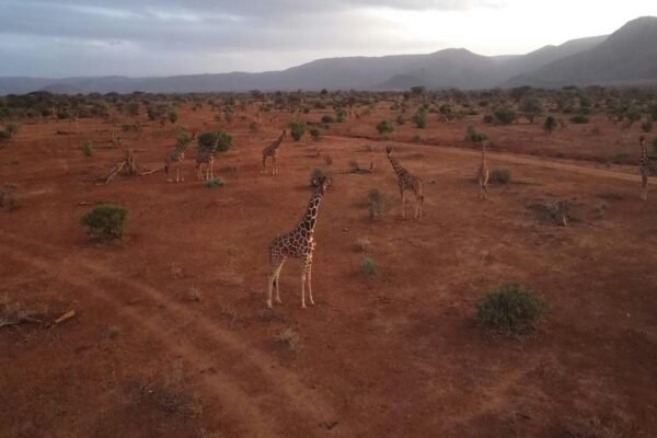 6 Days Kenya: Samburu & Beyond
