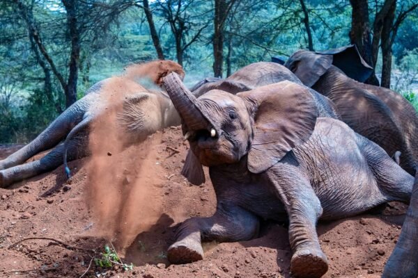 Land of the Big Cats Safari